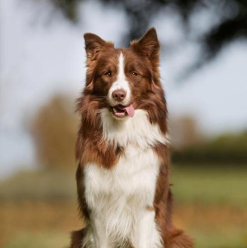 生长犬的特征及培养方法（探索幼犬成长的奥秘，助力犬主培养健康快乐的宠物犬）(图3)