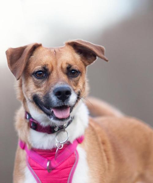 生长犬的特征及培养方法（探索幼犬成长的奥秘，助力犬主培养健康快乐的宠物犬）(图2)