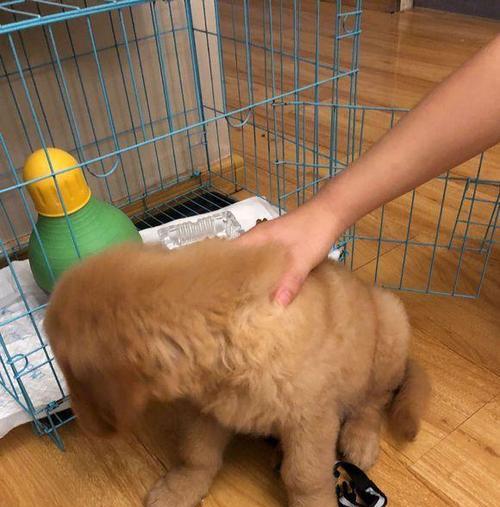 探究金毛尿为什么是白色(解密金毛尿液的成分和特点)(图1) 探究金毛尿为什么是白色(解密金毛尿液的成分和特点)(图1)