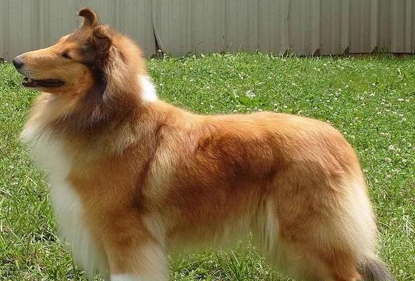 生长犬的特征及培养方法（探索幼犬成长的奥秘，助力犬主培养健康快乐的宠物犬） - 悠悠酷狗网