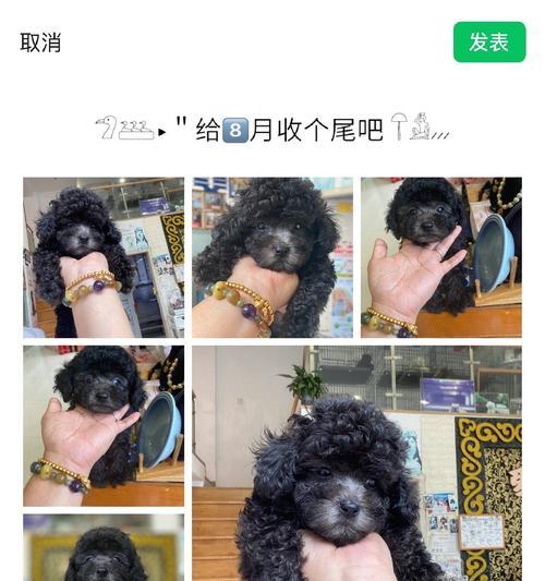 灰泰迪配对（探索灰泰迪配对的新颜色宇宙）(图2)