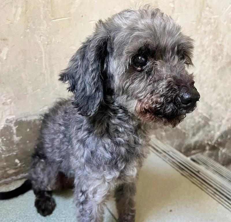 灰泰迪配对（探索灰泰迪配对的新颜色宇宙）(图1)