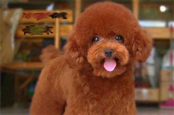 狗狗能吃草莓吗？(图1)