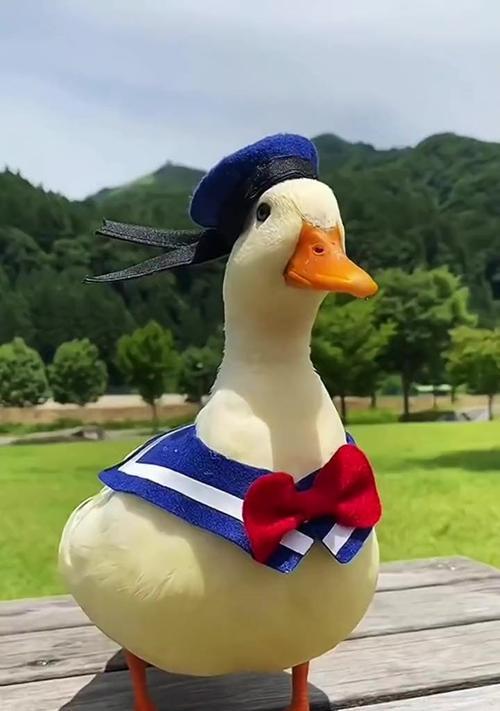 学生最适合养什么宠物？（选择宠物需要考虑的因素与建议） - 悠悠酷狗网