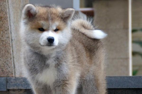 犬猫心律不齐临床症状 - 悠悠酷狗网