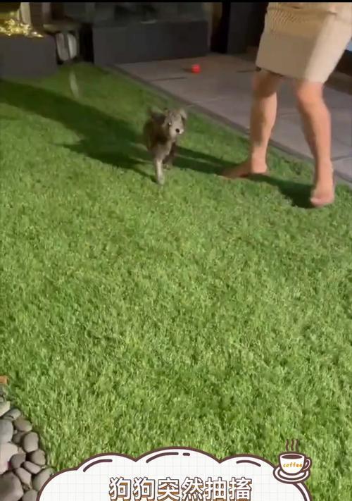 小狗患上狗瘟（揭开狗瘟带来的恶劣状态及防治方法） - 悠悠酷狗网