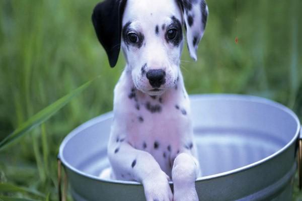 犬猫膀胱破裂 - 悠悠酷狗网