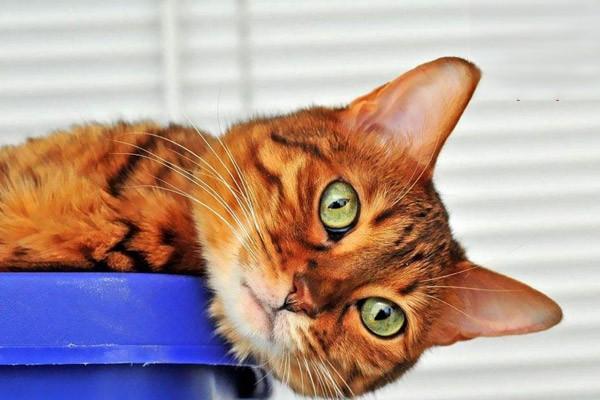 犬猫慢性肾功能衰竭治疗方案 犬猫慢性肾功能衰竭(图3)