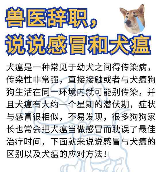 狗狗感冒症状（揭秘狗狗感冒的迹象和处理方法）(图2)