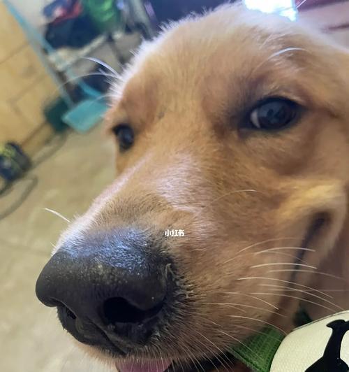 狗狗感冒症状（揭秘狗狗感冒的迹象和处理方法）(图3)