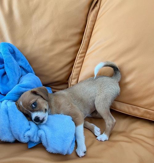 狗狗感冒症状（揭秘狗狗感冒的迹象和处理方法） - 悠悠酷狗网