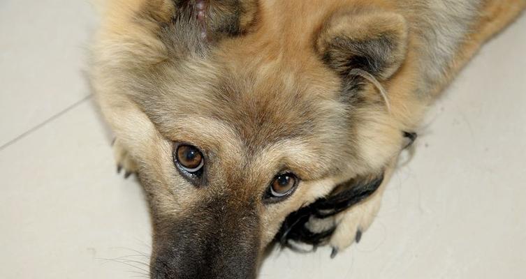 分脸狗(探索分脸狗的基因变异和特殊性格特征)(图3) 分脸狗(探索分脸狗的基因变异和特殊性格特征)(图3)