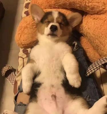 分脸狗（探索分脸狗的基因变异和特殊性格特征） - 悠悠酷狗网