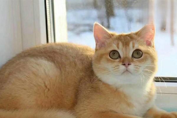 犬猫急性肾功能衰竭(图2)