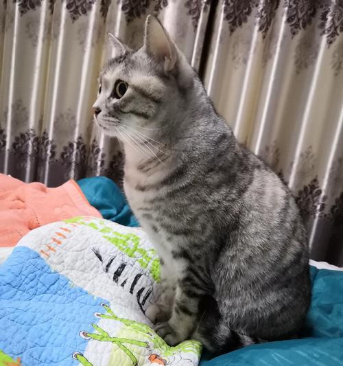 勇敢的猫咪（探索世界，无惧气味的小勇士）(图2)