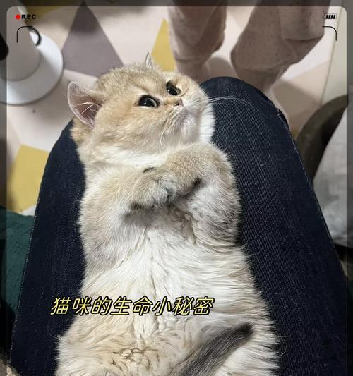 勇敢的猫咪（探索世界，无惧气味的小勇士） - 悠悠酷狗网