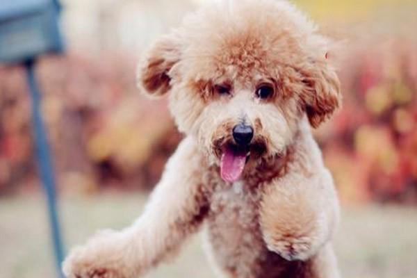 犬猫肾小球肾炎 - 悠悠酷狗网