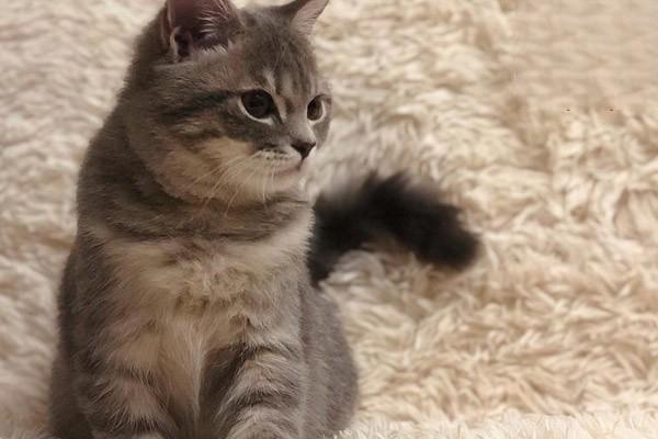 犬猫膀胱麻痹治疗方案 犬猫膀胱麻痹(图2)