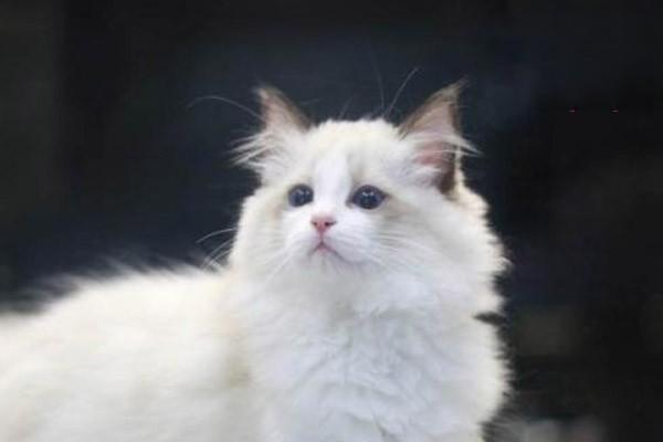 犬猫肾小球肾炎(图2)