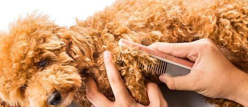 幼犬毛发保健的重要性(给你的幼犬提供绚丽光彩的外貌)(图2) 幼犬毛发保健的重要性(给你的幼犬提供绚丽光彩的外貌)(图2)