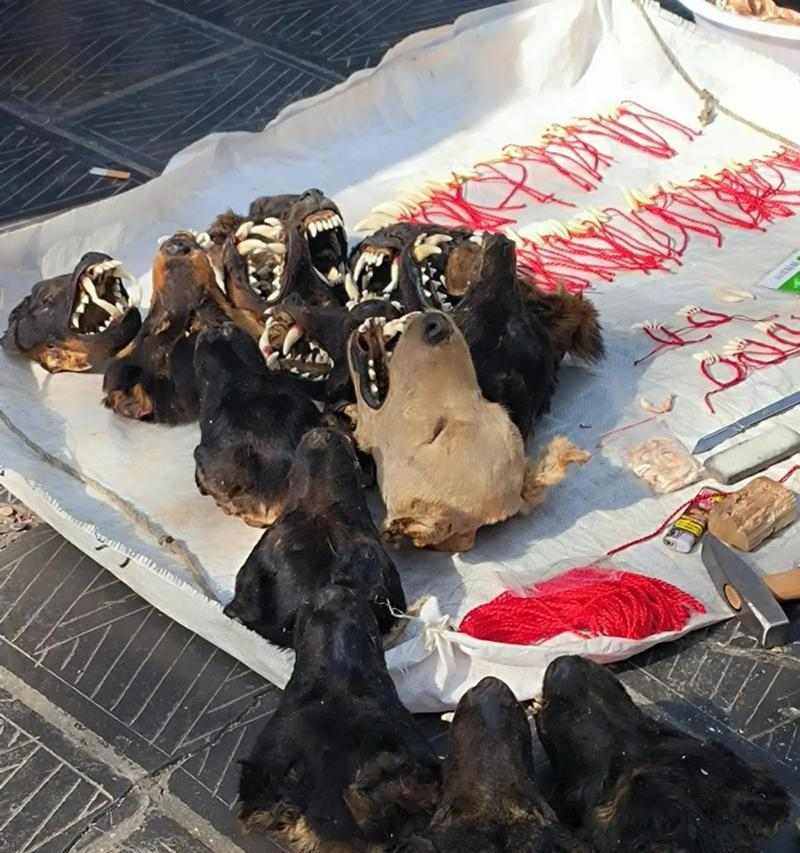 以黑色狗辟邪的神奇力量(黑色狗辟邪的庇佑与保护)(图1) 以黑色狗辟邪的神奇力量(黑色狗辟邪的庇佑与保护)(图1)