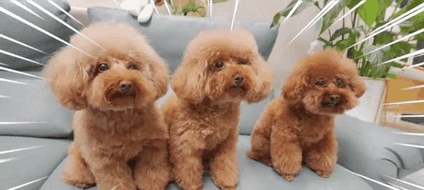 小狗的作用与益处(小狗作为宠物给人们带来的快乐和帮助)(图2) 小狗的作用与益处(小狗作为宠物给人们带来的快乐和帮助)(图2)