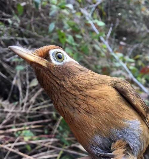 画眉鸟人工繁殖中的毛色变异（探索画眉鸟羽毛色彩的遗传规律与多样性）(图1)