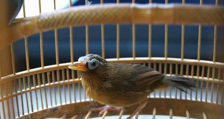 画眉鸟人工繁殖中的毛色变异（探索画眉鸟羽毛色彩的遗传规律与多样性）(图3)