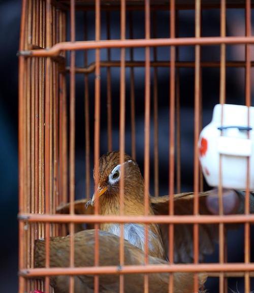 画眉鸟人工繁殖中的毛色变异（探索画眉鸟羽毛色彩的遗传规律与多样性）(图2)