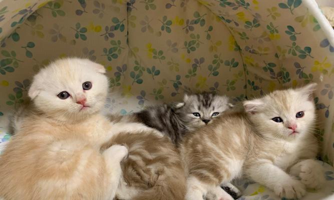 刚满月的小猫能吃什么?(小猫健康成长所需食物与饮食习惯)(图2) 刚满月的小猫能吃什么?(小猫健康成长所需食物与饮食习惯)(图2)