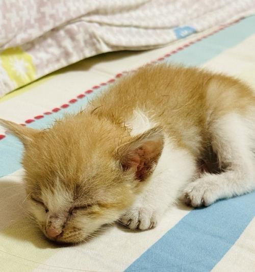 刚满月的小猫能吃什么？（小猫健康成长所需食物与饮食习惯） - 悠悠酷狗网