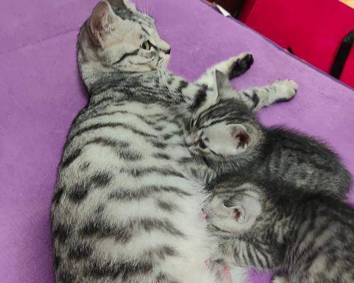 刚满月的小猫能吃什么?(小猫健康成长所需食物与饮食习惯)(图3) 刚满月的小猫能吃什么?(小猫健康成长所需食物与饮食习惯)(图3)