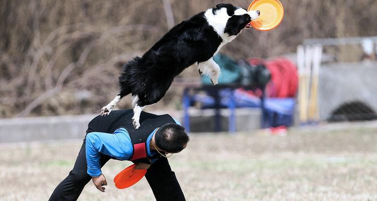 北京每年的狗咬人防控行动(图3) 北京每年的狗咬人防控行动(图3)