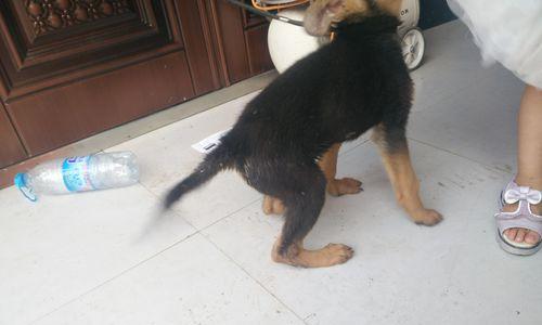 狼狗的饮食禁忌——千万不能给它们吃的食物(了解狼狗的饮食禁忌,保证它们健康成长)(图1) 狼狗的饮食禁忌——千万不能给它们吃的食物(了解狼狗的饮食禁忌,保证它们健康成长)(图1)