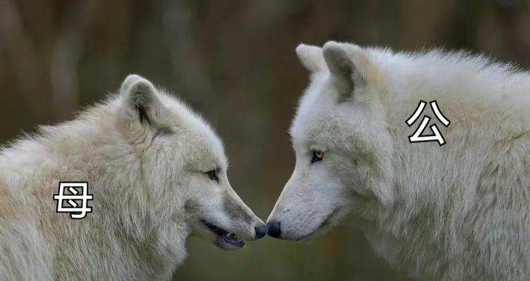 狼狗的饮食禁忌——千万不能给它们吃的食物(了解狼狗的饮食禁忌,保证它们健康成长)(图2) 狼狗的饮食禁忌——千万不能给它们吃的食物(了解狼狗的饮食禁忌,保证它们健康成长)(图2)