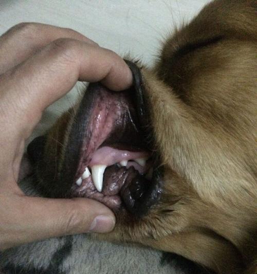 金毛为什么不吃东西老是呕吐?(探究金毛食欲减退和呕吐的原因以及治疗方法)(图1) 金毛为什么不吃东西老是呕吐?(探究金毛食欲减退和呕吐的原因以及治疗方法)(图1)