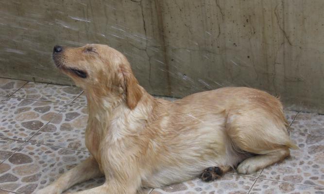 金毛为什么不吃东西老是呕吐?(探究金毛食欲减退和呕吐的原因以及治疗方法)(图2) 金毛为什么不吃东西老是呕吐?(探究金毛食欲减退和呕吐的原因以及治疗方法)(图2)