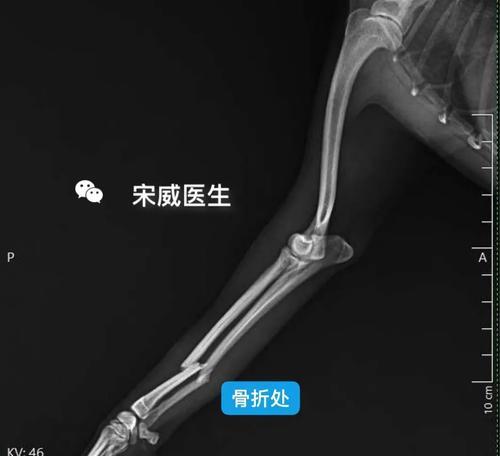 泰迪腿断了如何补充营养（全面营养摄入助力泰迪康复）(图3)