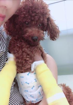 泰迪腿断了如何补充营养（全面营养摄入助力泰迪康复） - 悠悠酷狗网