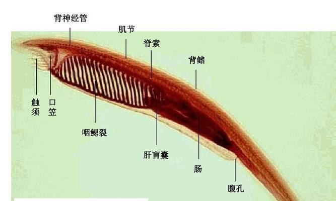 母鱼繁殖的最佳时间与方法（探究母鱼的繁殖行为与适宜环境）(图3)