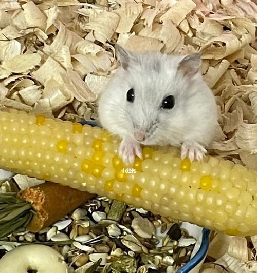 仓鼠浴沙的清新香气（让你的仓鼠拥有宜人的沐浴体验）(图3)