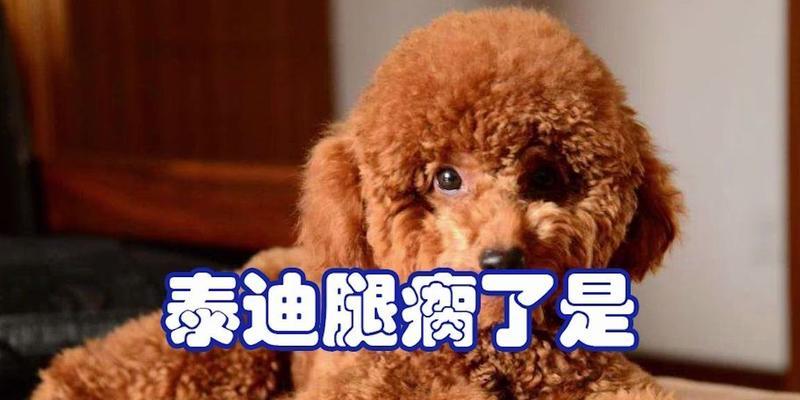 泰迪腿断了如何补充营养（全面营养摄入助力泰迪康复）(图2)