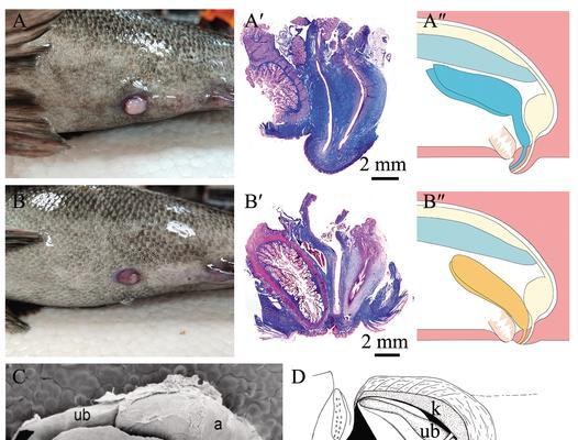 母鱼繁殖的最佳时间与方法（探究母鱼的繁殖行为与适宜环境）(图1)