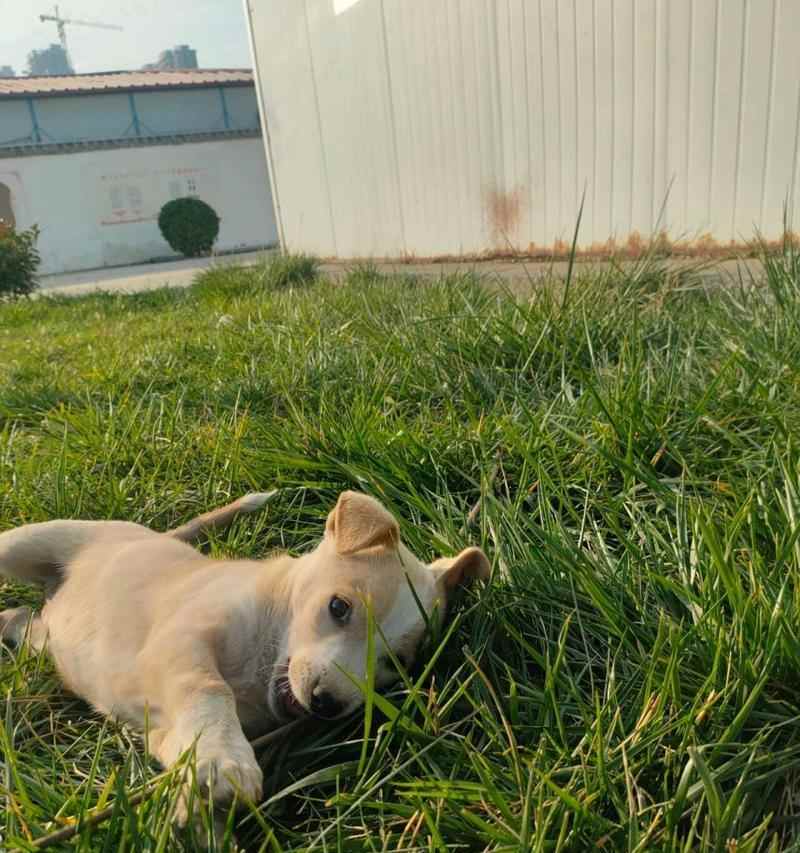 狗为什么舌头伸出来了？（揭秘狗狗舌头伸出的秘密与功能）(图1)