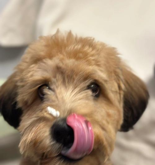 狗为什么舌头伸出来了？（揭秘狗狗舌头伸出的秘密与功能）(图2)