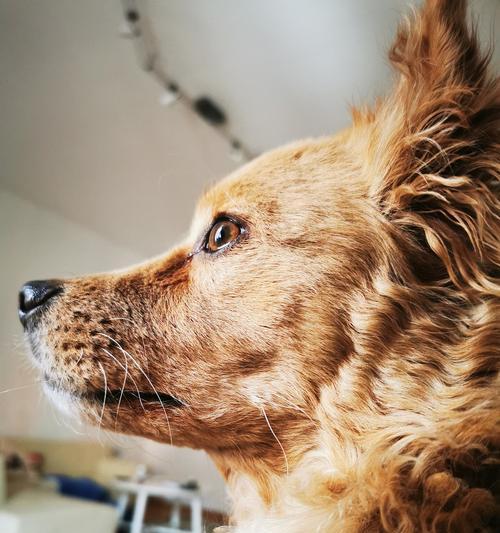 犬瘟药物治疗的有效方法（探索狗病毒感染的治疗手段，让你的爱宠重获健康） - 悠悠酷狗网