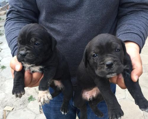 探究以卡斯罗公母的区别及其意义（解析以卡斯罗公母的特征与应用） - 悠悠酷狗网