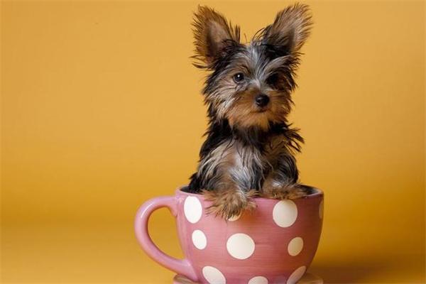 有必要给狗狗穿衣服吗？(图2)