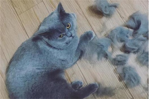 给猫咪吃鱼油真的可以减少掉毛吗？(图1)