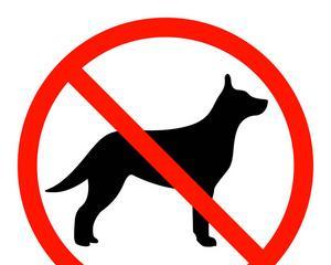 狗流红色眼泪的原因与有效治疗方法解析 - 悠悠酷狗网